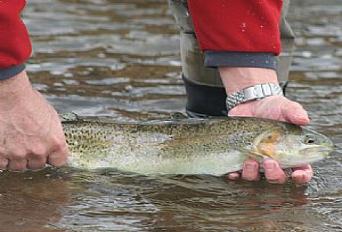 Fly Fishing in Virginia, Trout, Virginia's best fly fishing site, Brown Trout, Brook Trout, Rainbow Trout